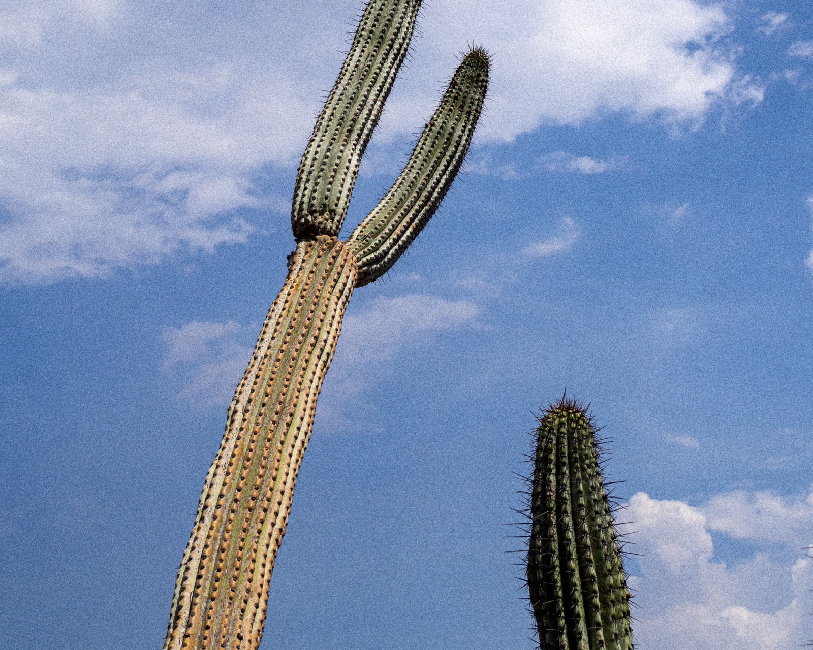 Cacti beneath a blue sky at Punta Península